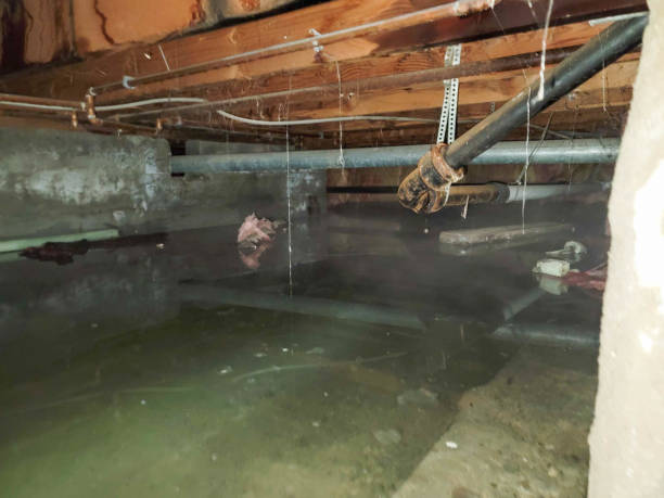 Best Mold removal after water damage  in Farmers Branch, TX